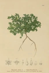 Rupturewort