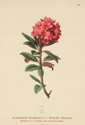 Rusty-Leaved Alpenrose