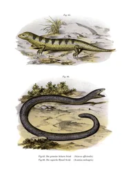 Sandfish Skink