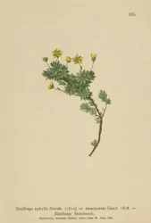 Saxifrage