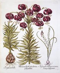 Scarlet Turks Cap Lily and Scilla Autumnalis, from Hortus Eystettensis