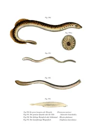 Sea Lamprey