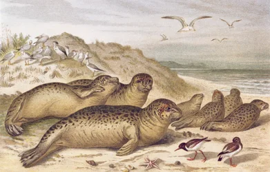 Seal, plate from Brehms Tierleben