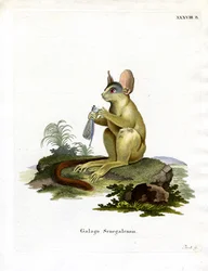 Senegal Bushbaby