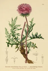 Serratula