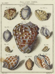 Shells