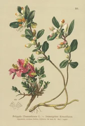 Shrubby Milkwort