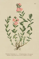 Shrubby Speedwell