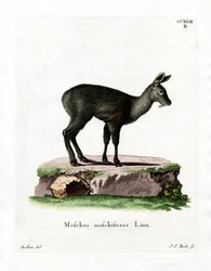 Siberian Musk Deer
