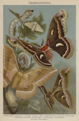Silkmoths