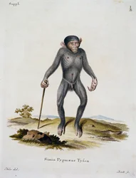 Simia pygmaeus, from Mammals illustrated from Nature with descriptions, by Johann Christian Daniel von Schreber, engraving by IC Bock, Germany