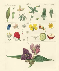 Single Flower Parts