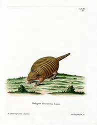 Six-banded Armadillo