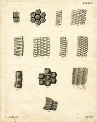 Skin Scales
