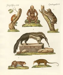 Sloths and anteaters