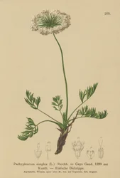 Small Alpine Lovage
