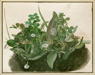 Small Clump of Turf