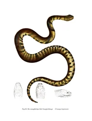 Snake