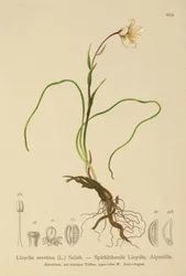 Snowdon Lily