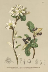 Snowy Mespilus