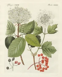 Some Kinds of Guelder Rose