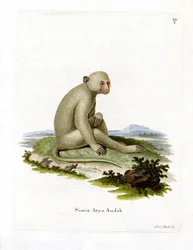 Sooty Mangabey