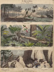 South America: Estuary in Guyana; Jungle in Brazil; Chilean Andes (Coloured Engraving)