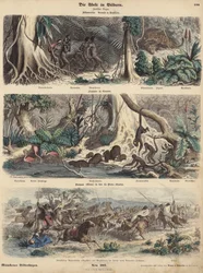 South America: jungle in Brazil; riverbank in Guiana; Indians surprising Gauchos on the Pampas and making off with their herd of cattle
