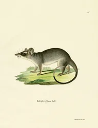 Southeastern Four-eyed Opossum