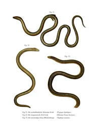 Southern Scaly Foot