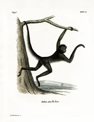Spider Monkey
