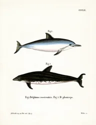 Spinner Dolphin