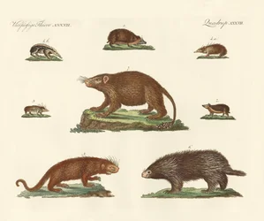 Spiny Animals