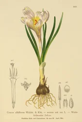 Spring Crocus