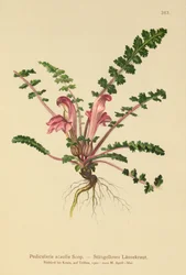 Stemless Lousewort