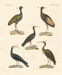 Strange Brazilian Birds