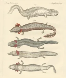 Strange Amphibians