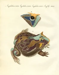 Strange Amphibians