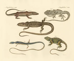 Strange Amphibians