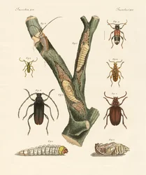 Strange Beetles