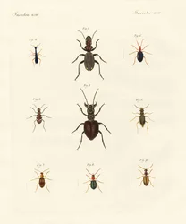 Strange beetles