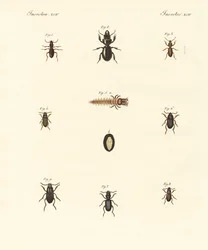 Strange beetles