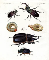 Strange Beetles