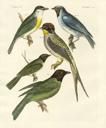 Strange birds
