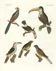 Strange Birds
