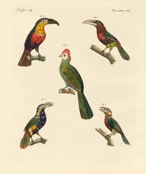 Strange Climbing Birds