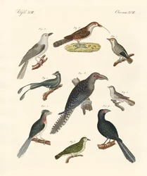 Strange climbing birds