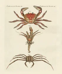 Strange Crabs
