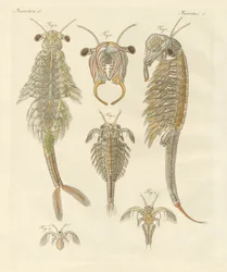 Strange Crustaceans