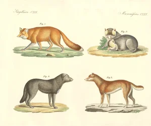 Strange Dogs and Foxes